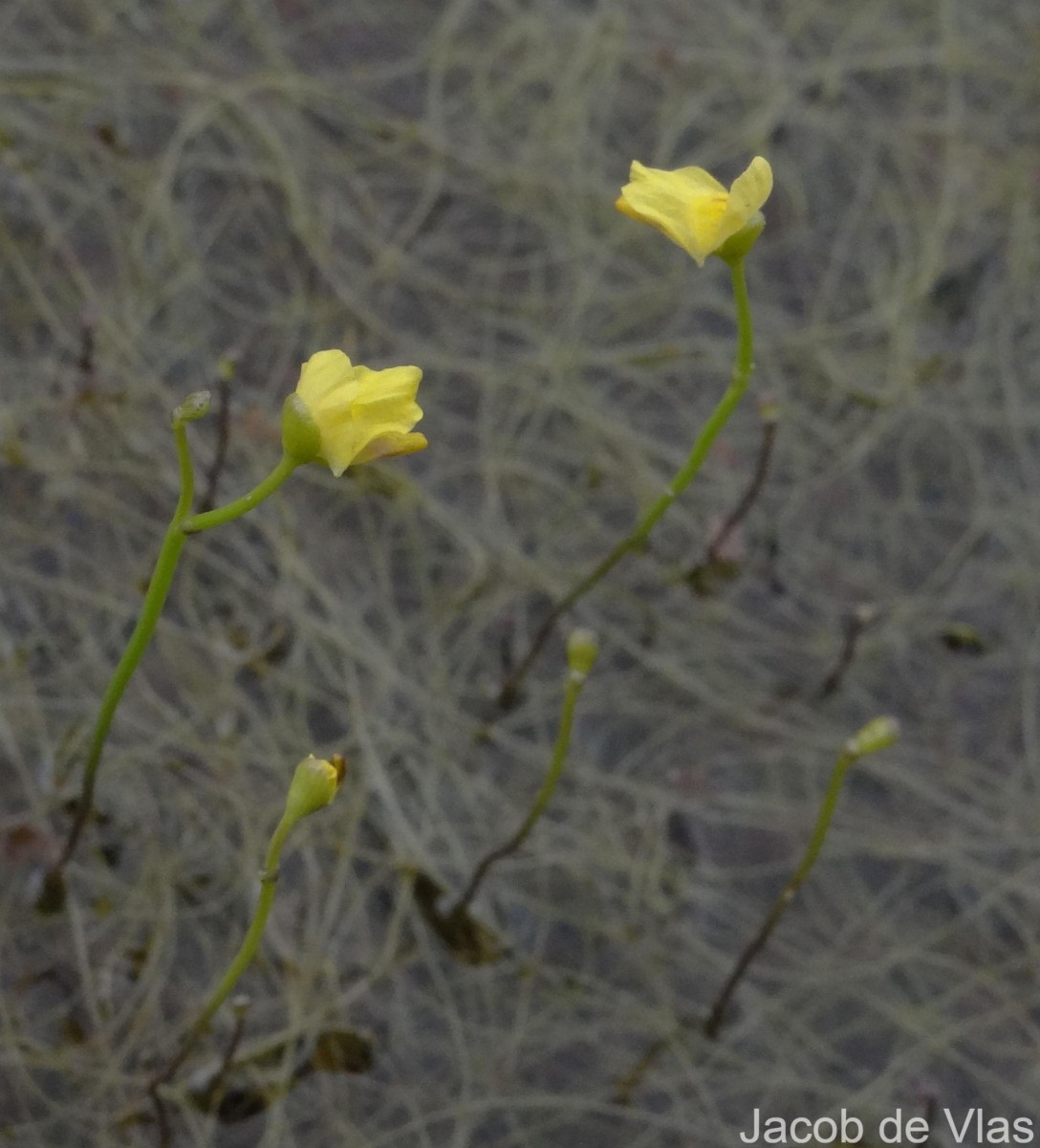 Utricularia gibba L.